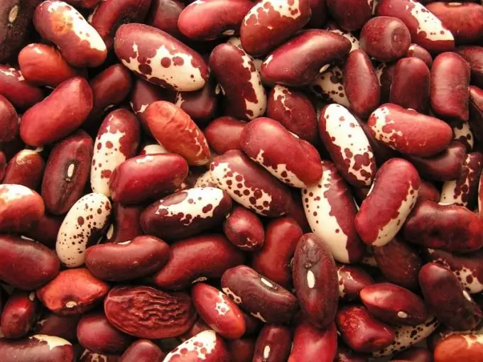 Cara memelihara kacang merah