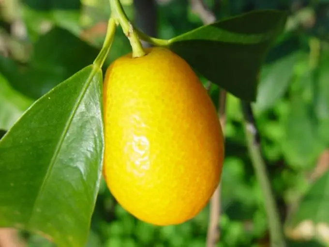 Kumquat ምንድነው?